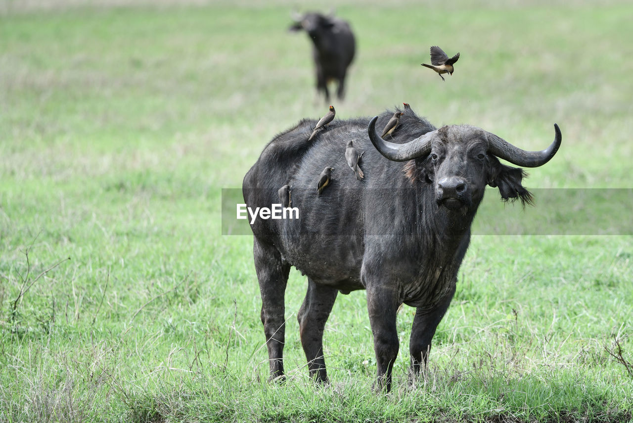Buffalo with birds on grassy land