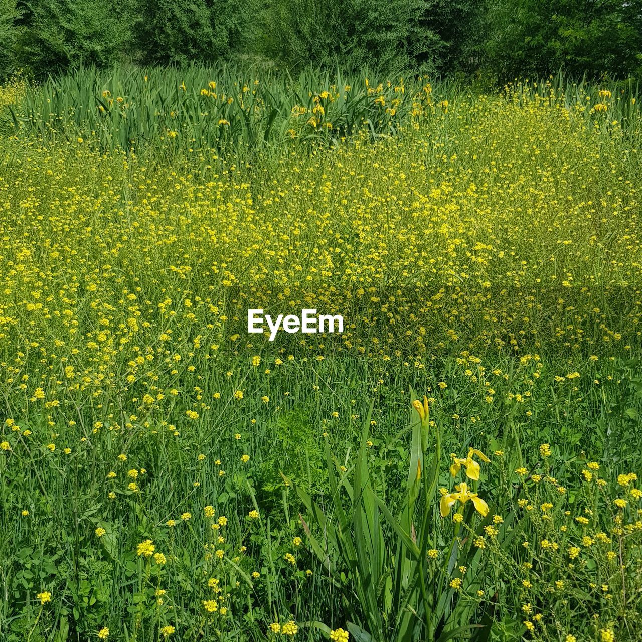 SCENIC VIEW OF YELLOW FLOWERING FIELD