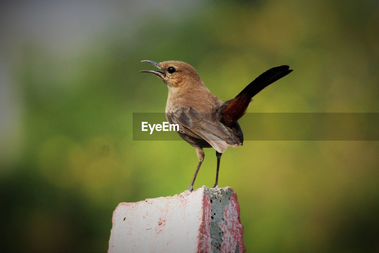 Close-up of bird perching on cement structure