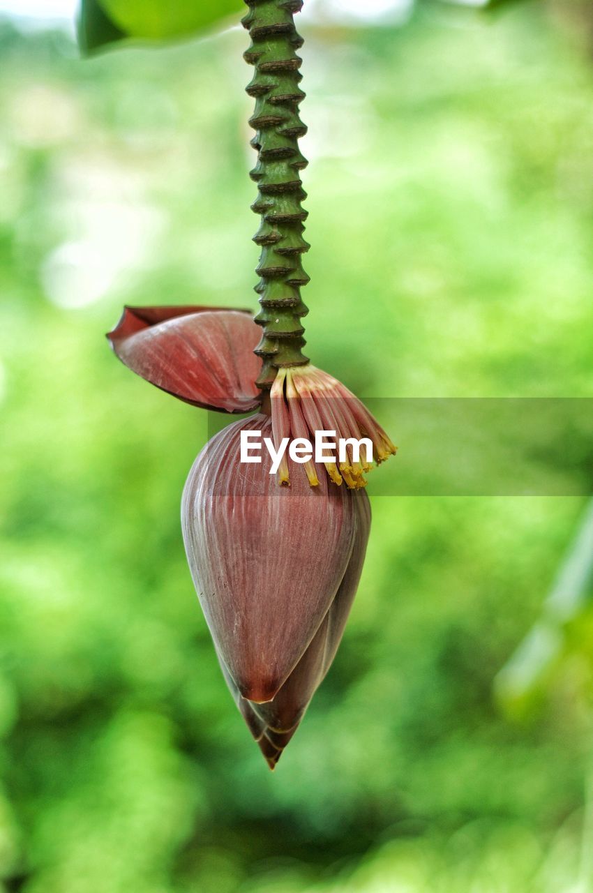 Close-up of red flower hanging on banana plant