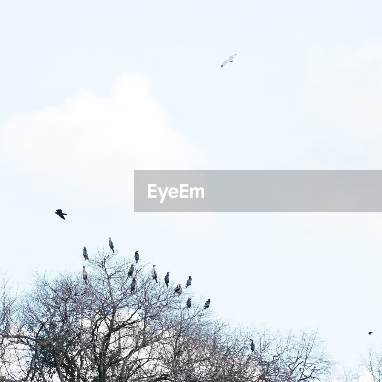 Flock of birds perching on bare tree