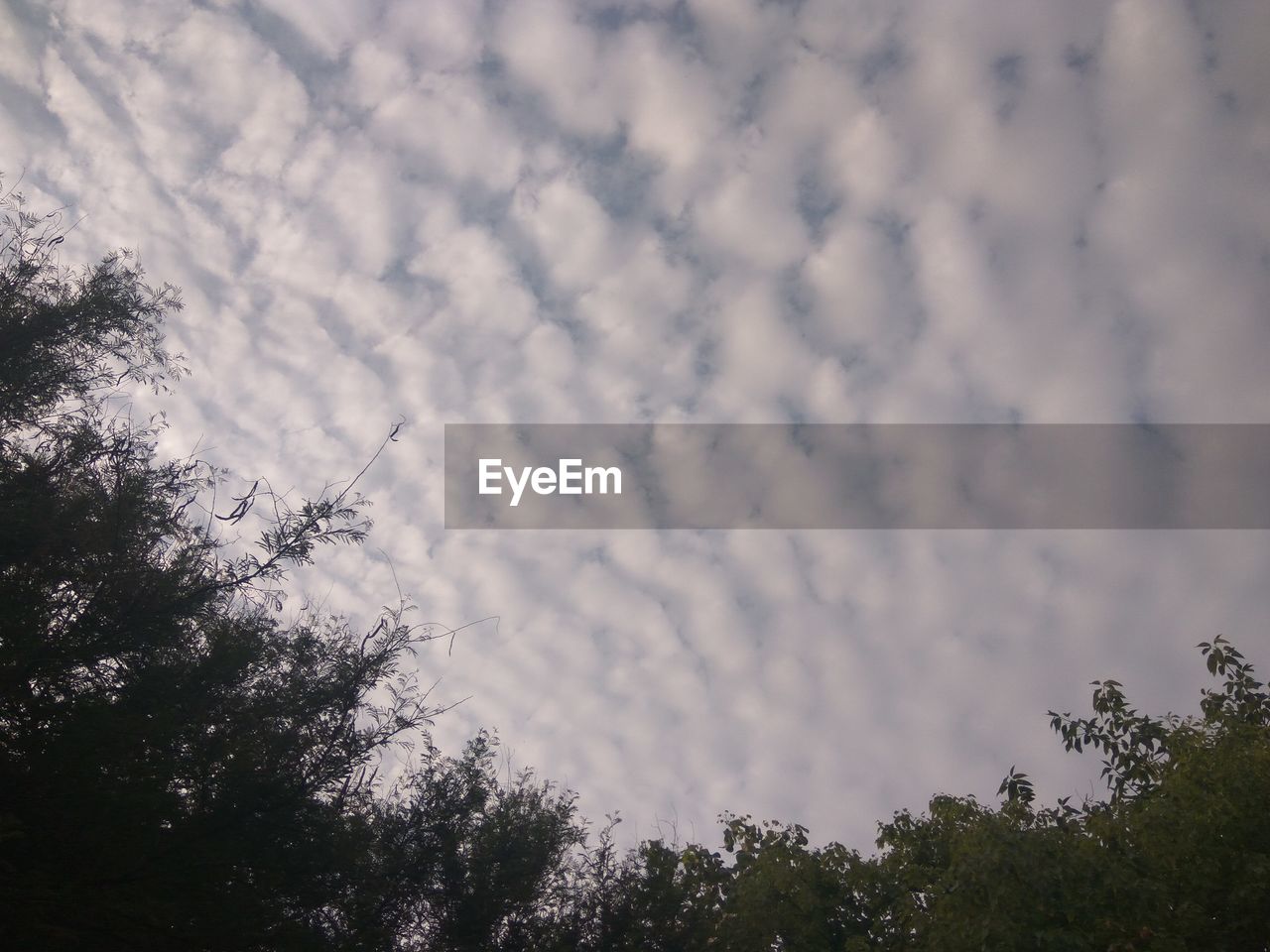 LOW ANGLE VIEW OF TREES AGAINST CLOUDS