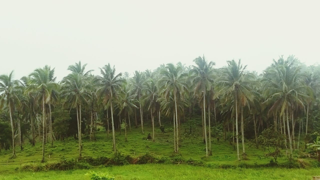 SCENIC VIEW OF TREES ON LANDSCAPE AGAINST SKY