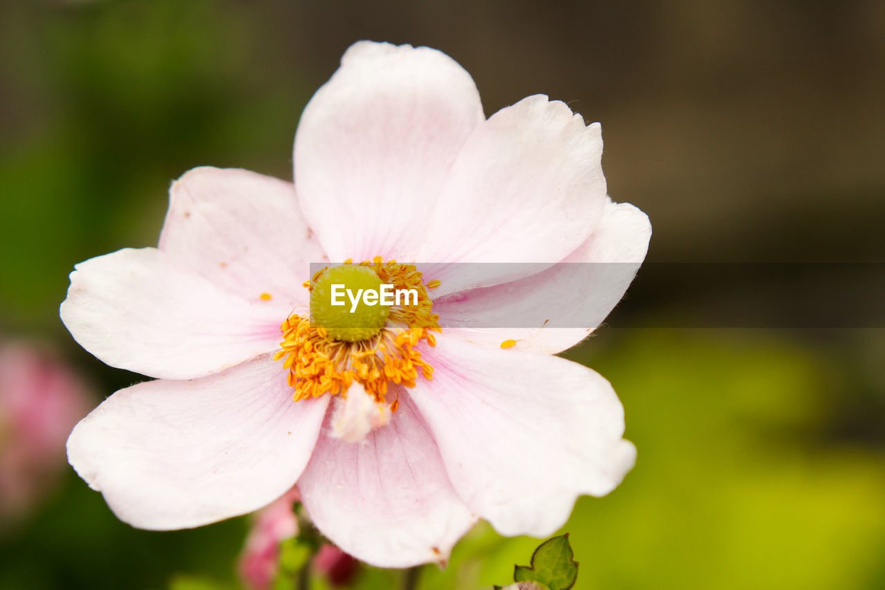 Close-up of pink flower