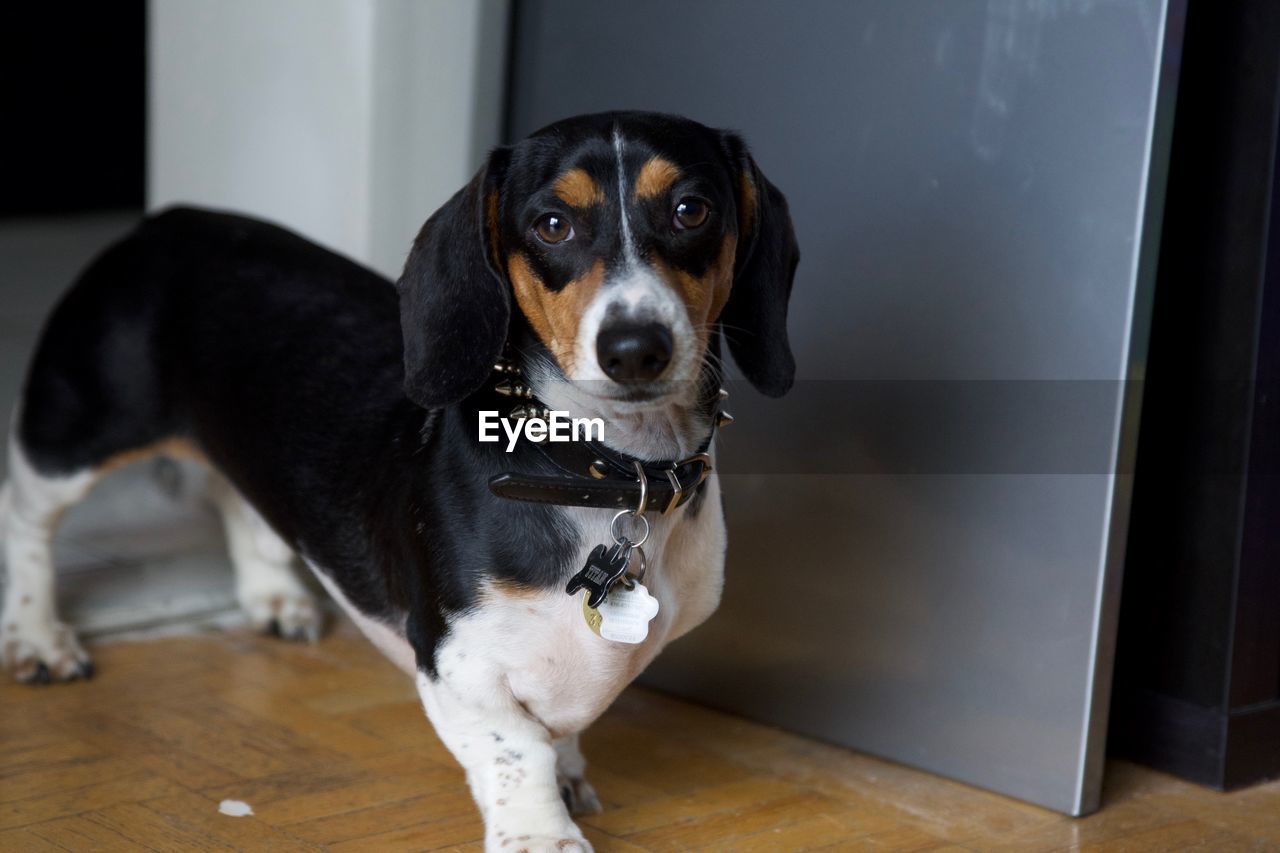 PORTRAIT OF DOG SITTING AT HOME