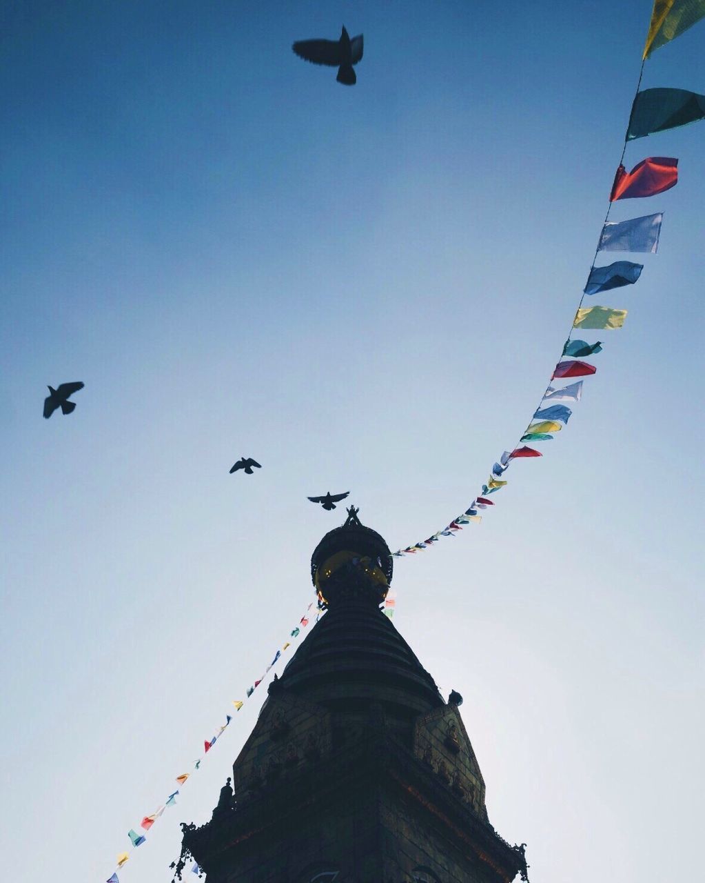 LOW ANGLE VIEW OF BIRD FLYING AGAINST CLEAR SKY