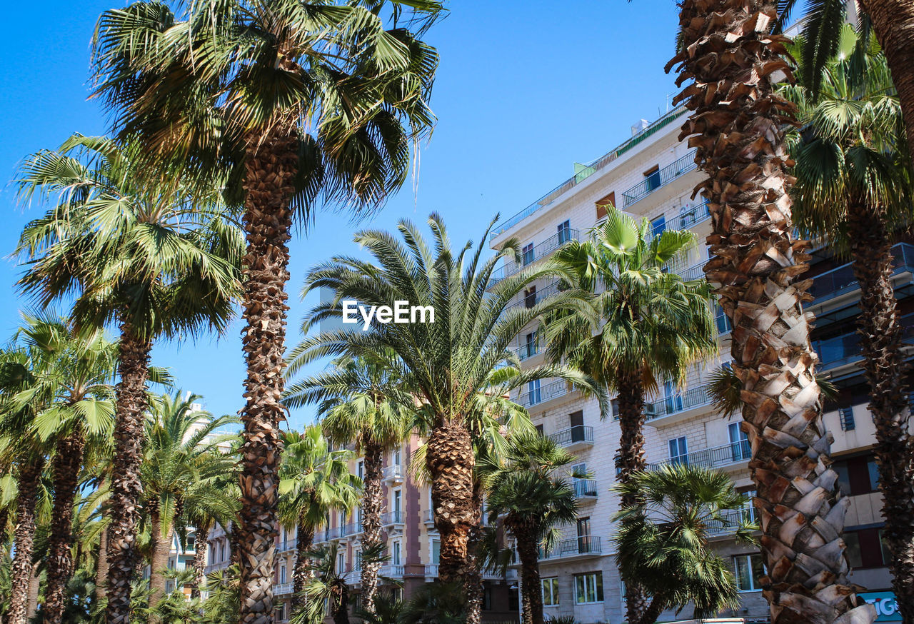 LOW ANGLE VIEW OF PALM TREES AGAINST SKY IN CITY