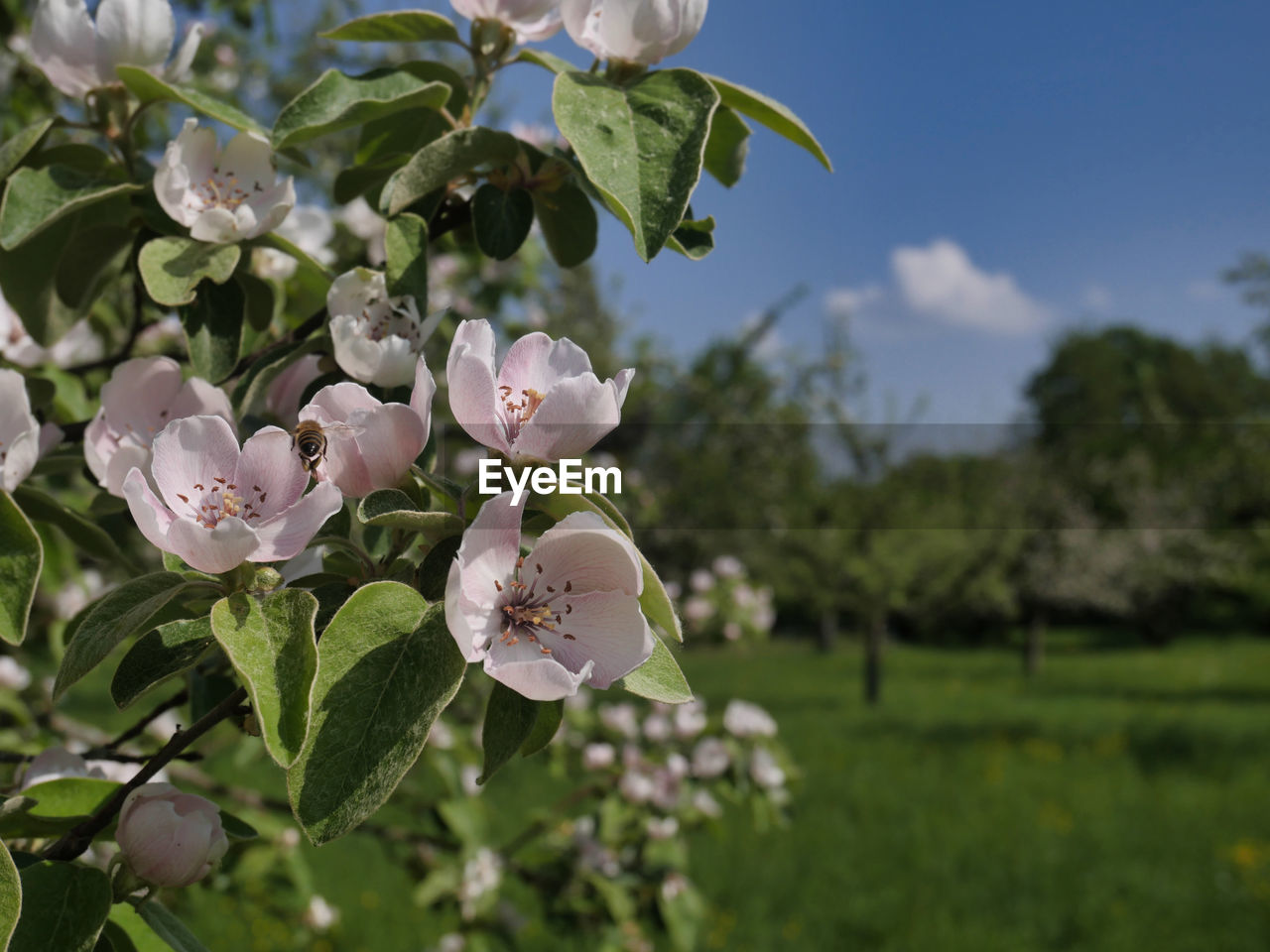 CLOSE-UP OF FRESH WHITE FLOWERING PLANT AGAINST TREE