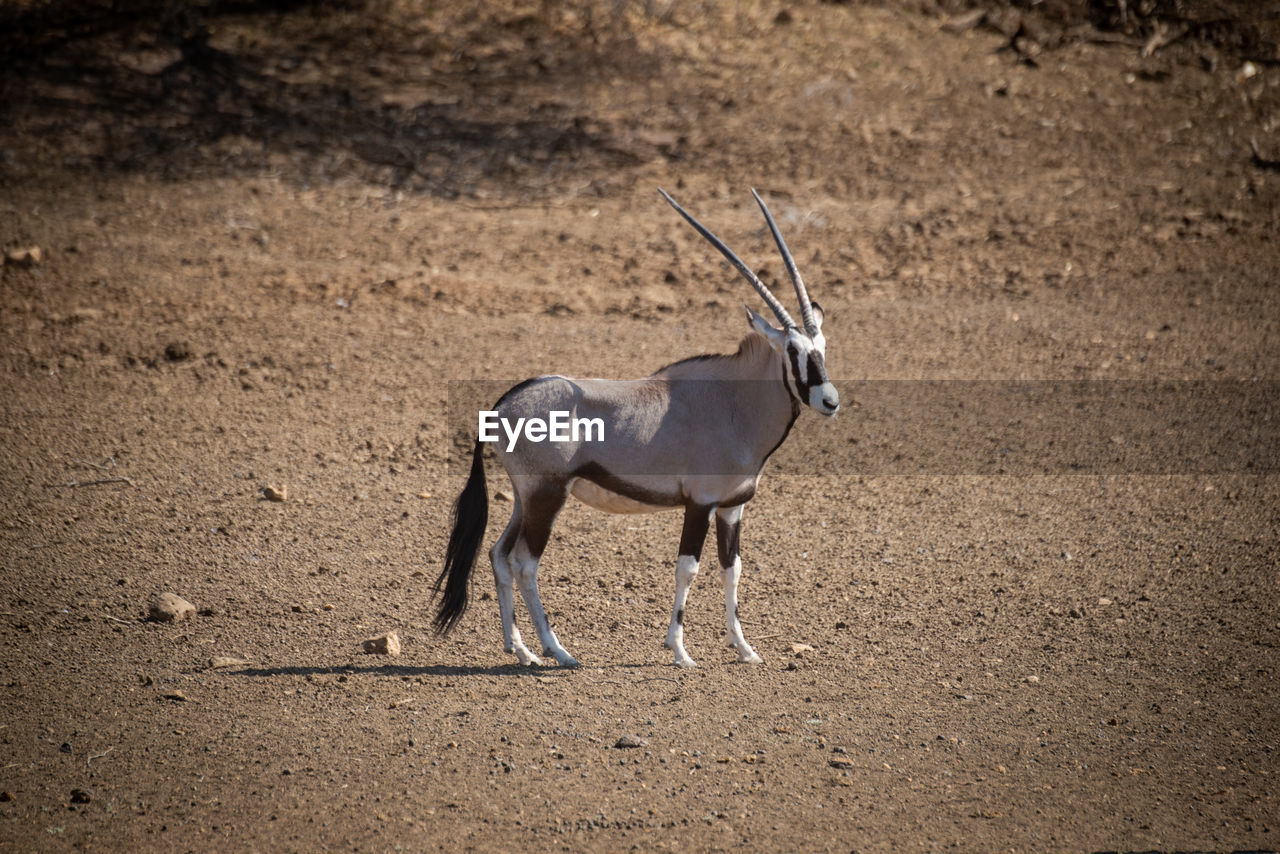 Gemsbok stands in rocky pan in profile