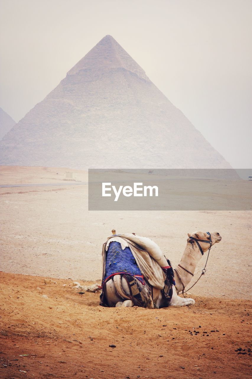 View of camel on desert against sky