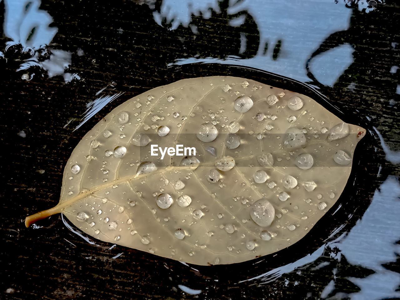 HIGH ANGLE VIEW OF RAINDROPS ON WHITE LEAF