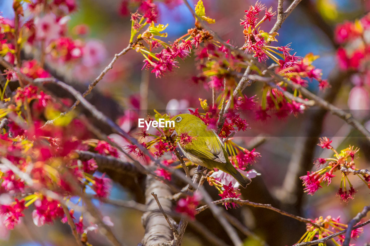 Close-up of bird perching on plant