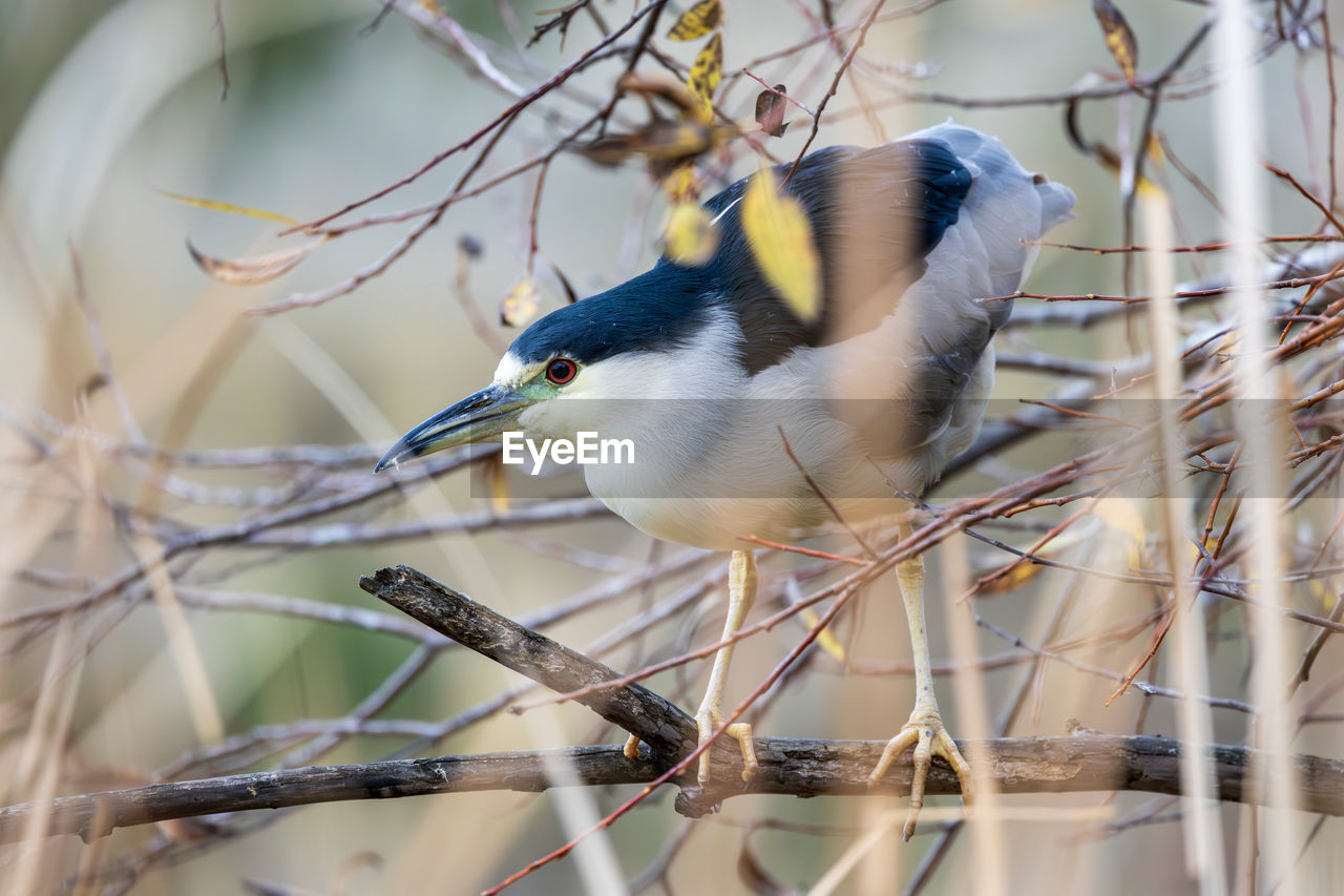 animal, bird, animal themes, animal wildlife, wildlife, branch, tree, nature, one animal, plant, no people, beauty in nature, perching, outdoors, beak, bare tree