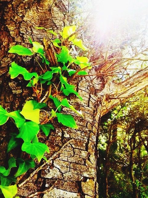 PLANTS GROWING ON TREE