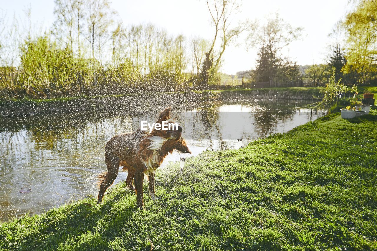 Dog splashing on field by lake