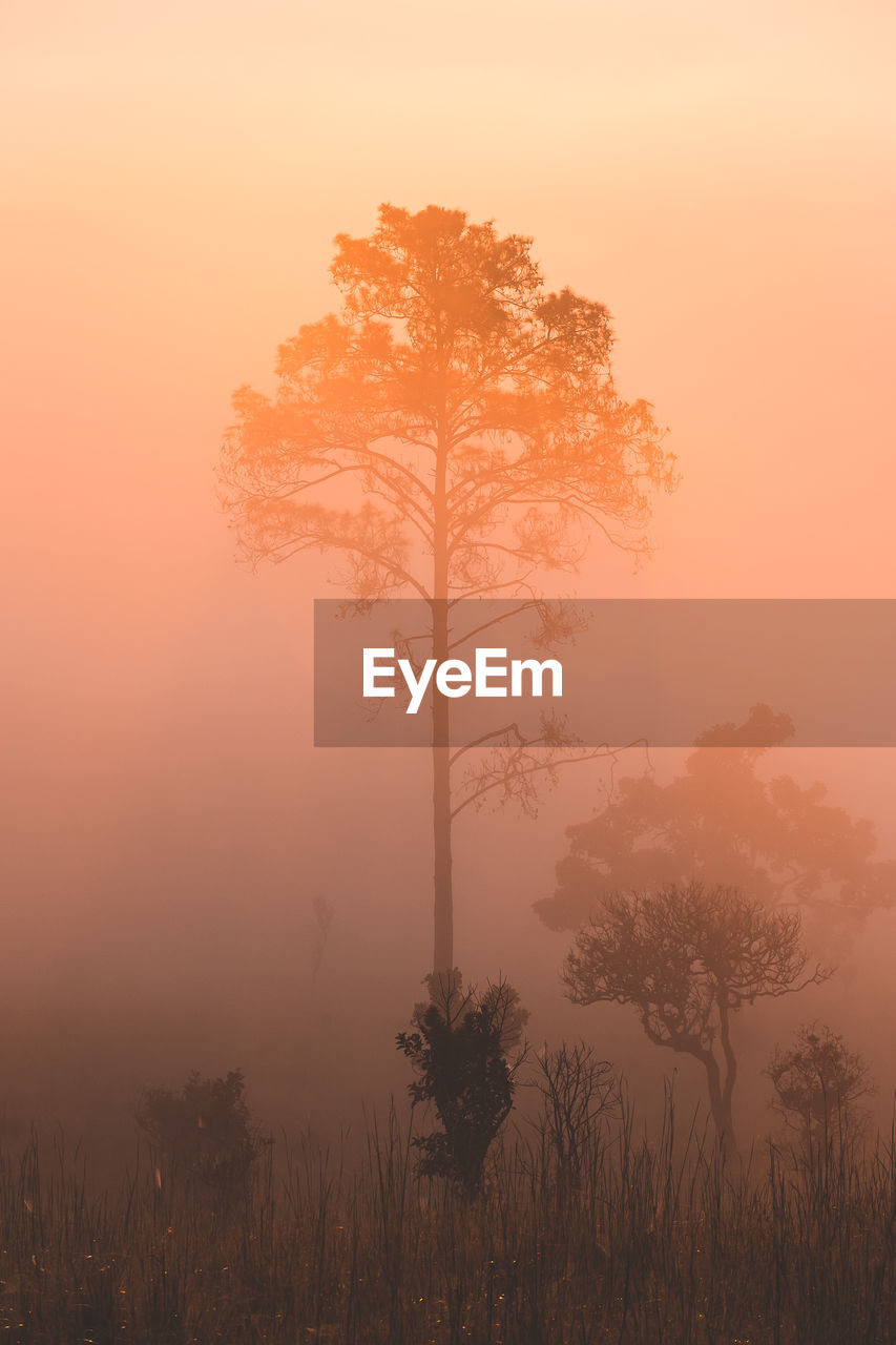 Silhouette trees on landscape in foggy weather during sunset