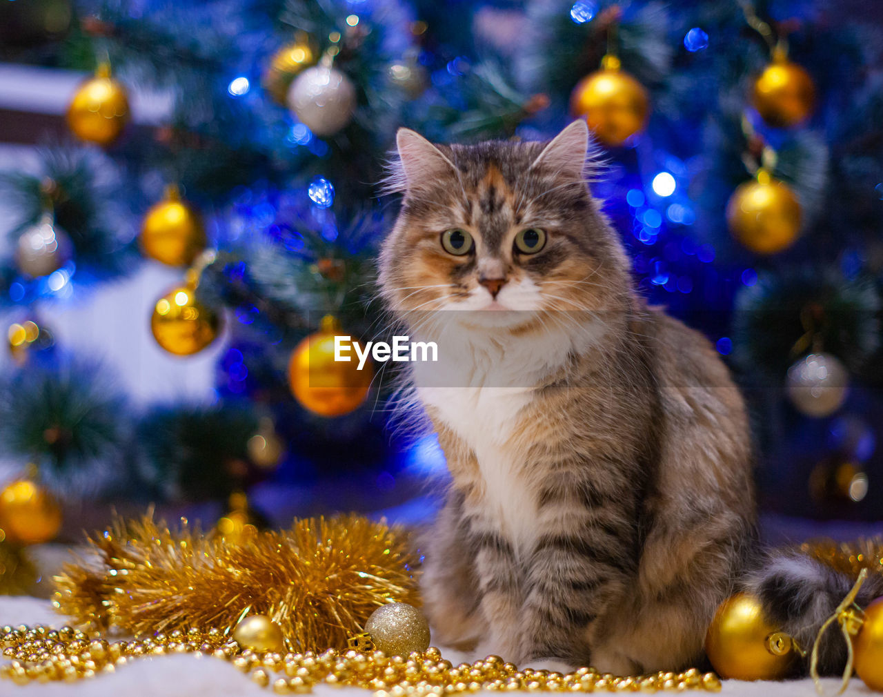 Tabby cat sitting on the christmas background sibirien pet