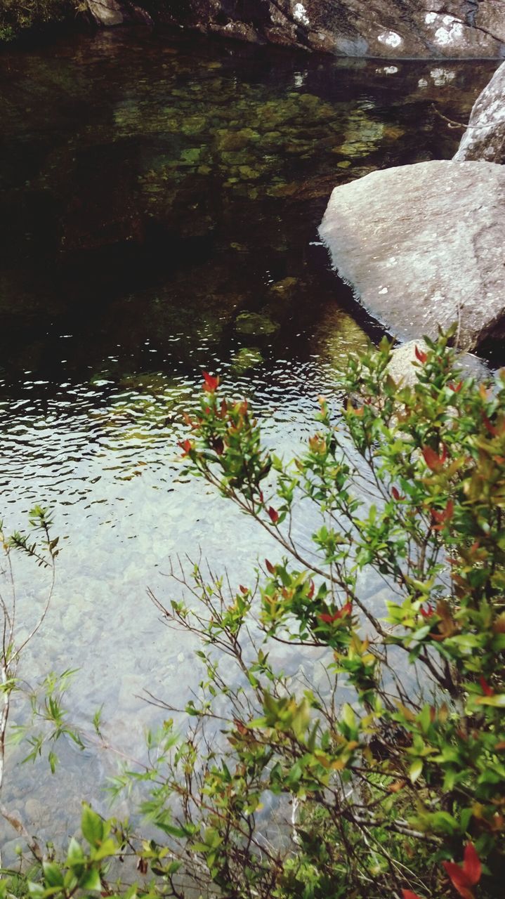 WATER LILY IN POND