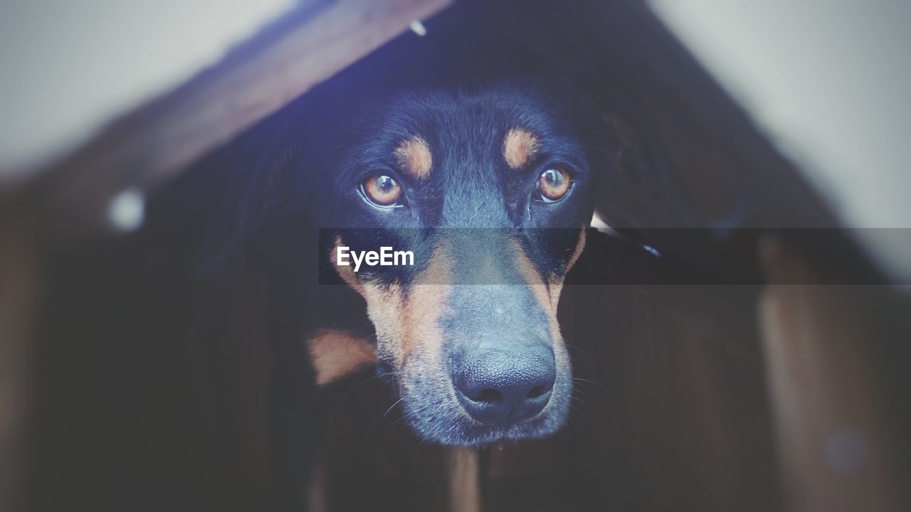 Close-up portrait of a dog