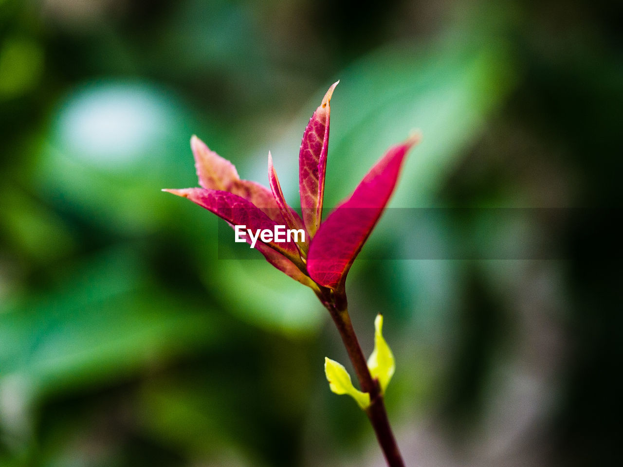 CLOSE-UP OF RED MAPLE LEAF ON PLANT