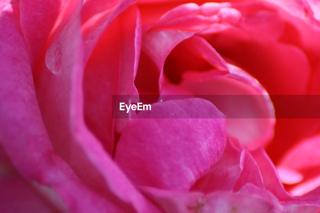 Close-up of pink rose