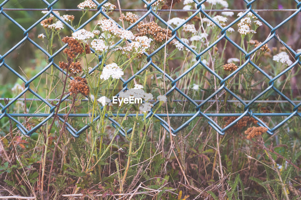 flower, fence, flowering plant, plant, focus on foreground, metal, nature, no people, day, protection, security, chainlink fence, safety, boundary, close-up, barrier, vulnerability, fragility, growth, beauty in nature, outdoors, flower head