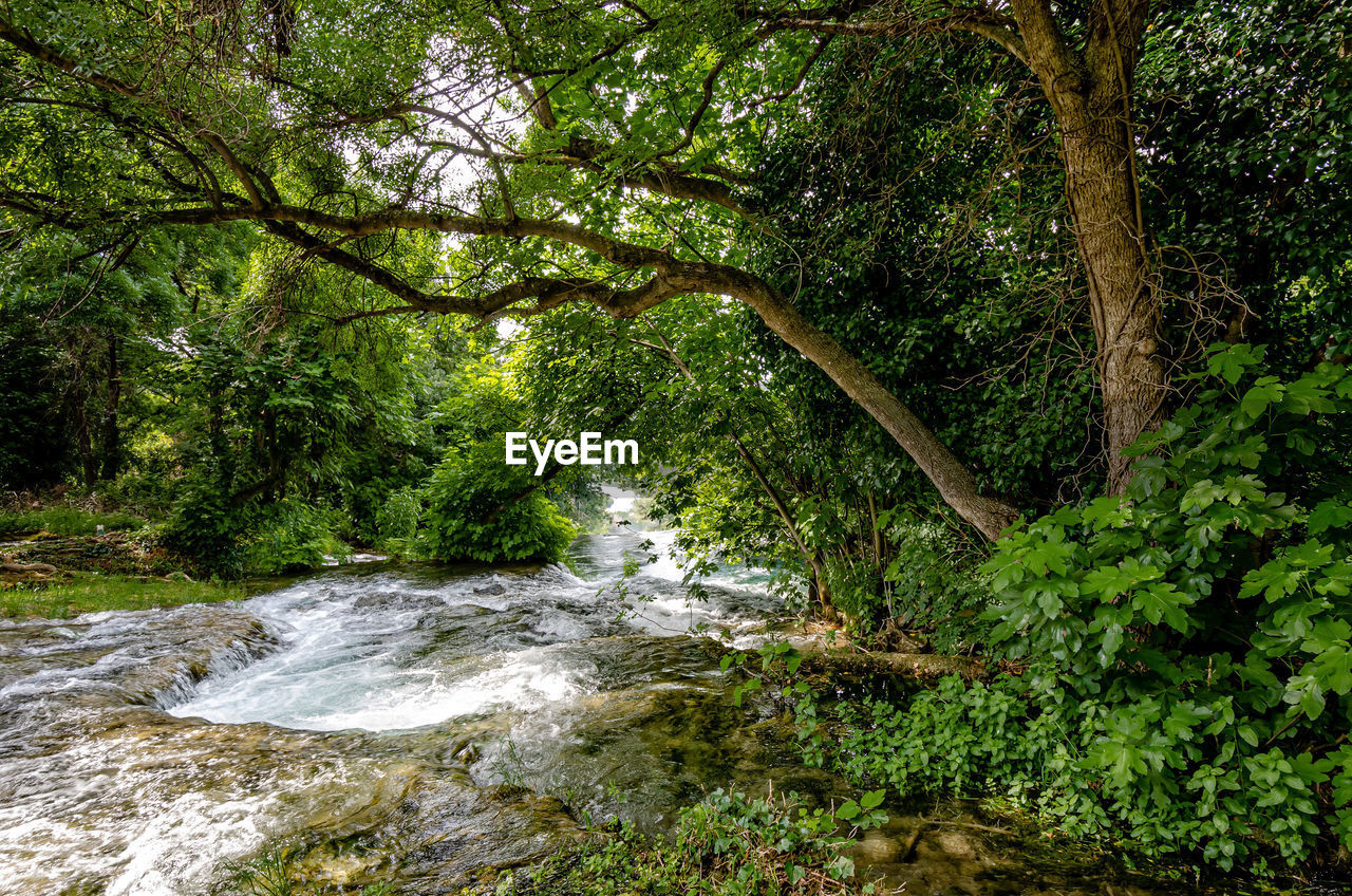 SCENIC VIEW OF FOREST