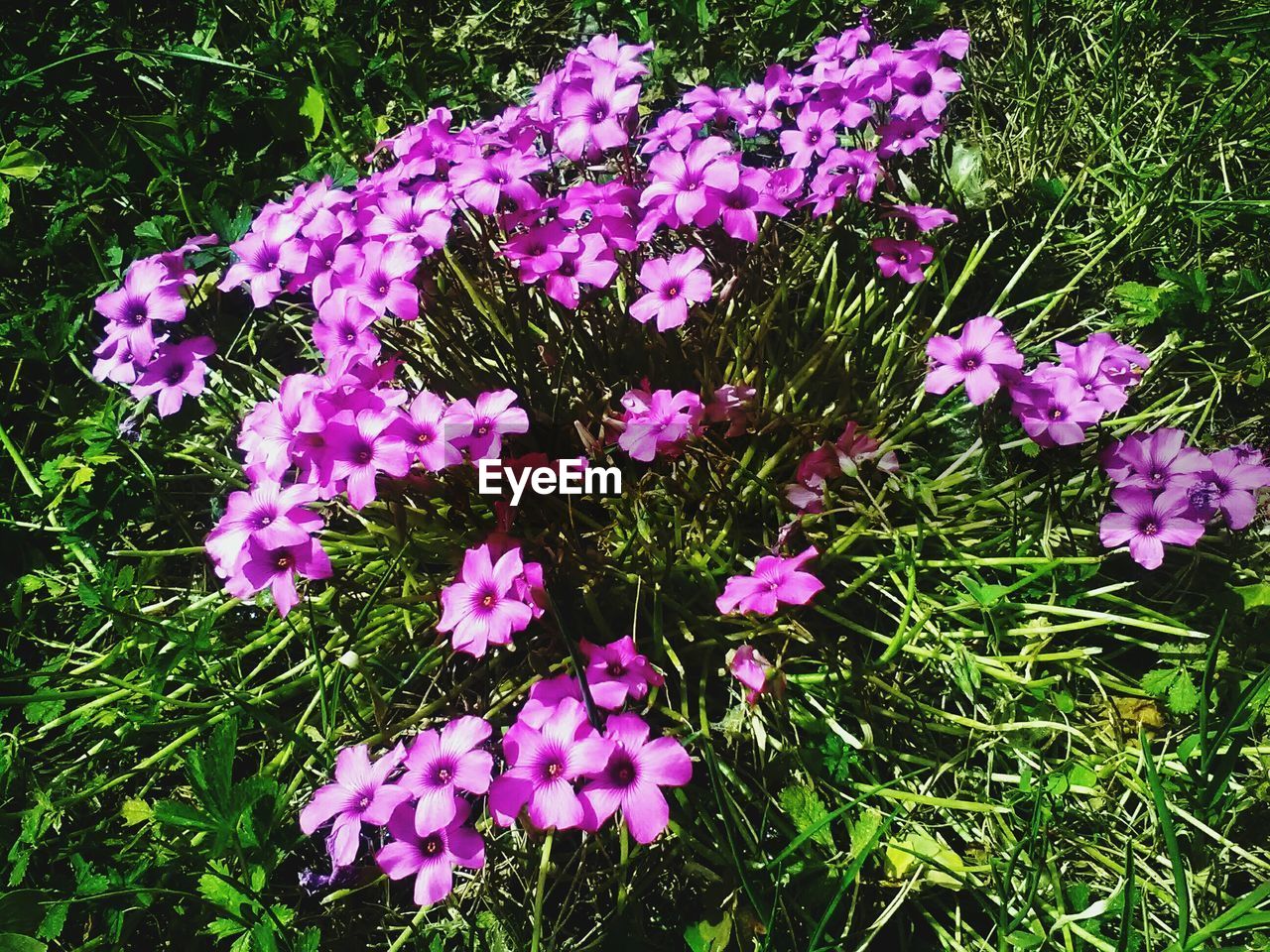 PINK FLOWERS BLOOMING ON FIELD