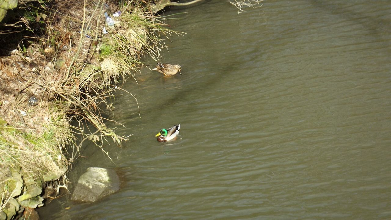 High angle view of mallard ducks swimming in lake