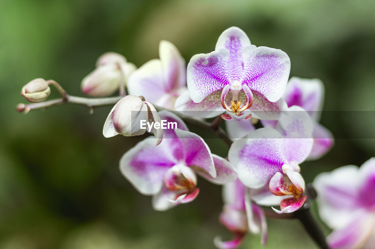 flower, plant, flowering plant, beauty in nature, freshness, pink, fragility, close-up, petal, nature, macro photography, flower head, inflorescence, blossom, growth, orchid, springtime, focus on foreground, no people, tree, purple, selective focus, botany, outdoors, bud, wildflower, branch, day, environment, pollen