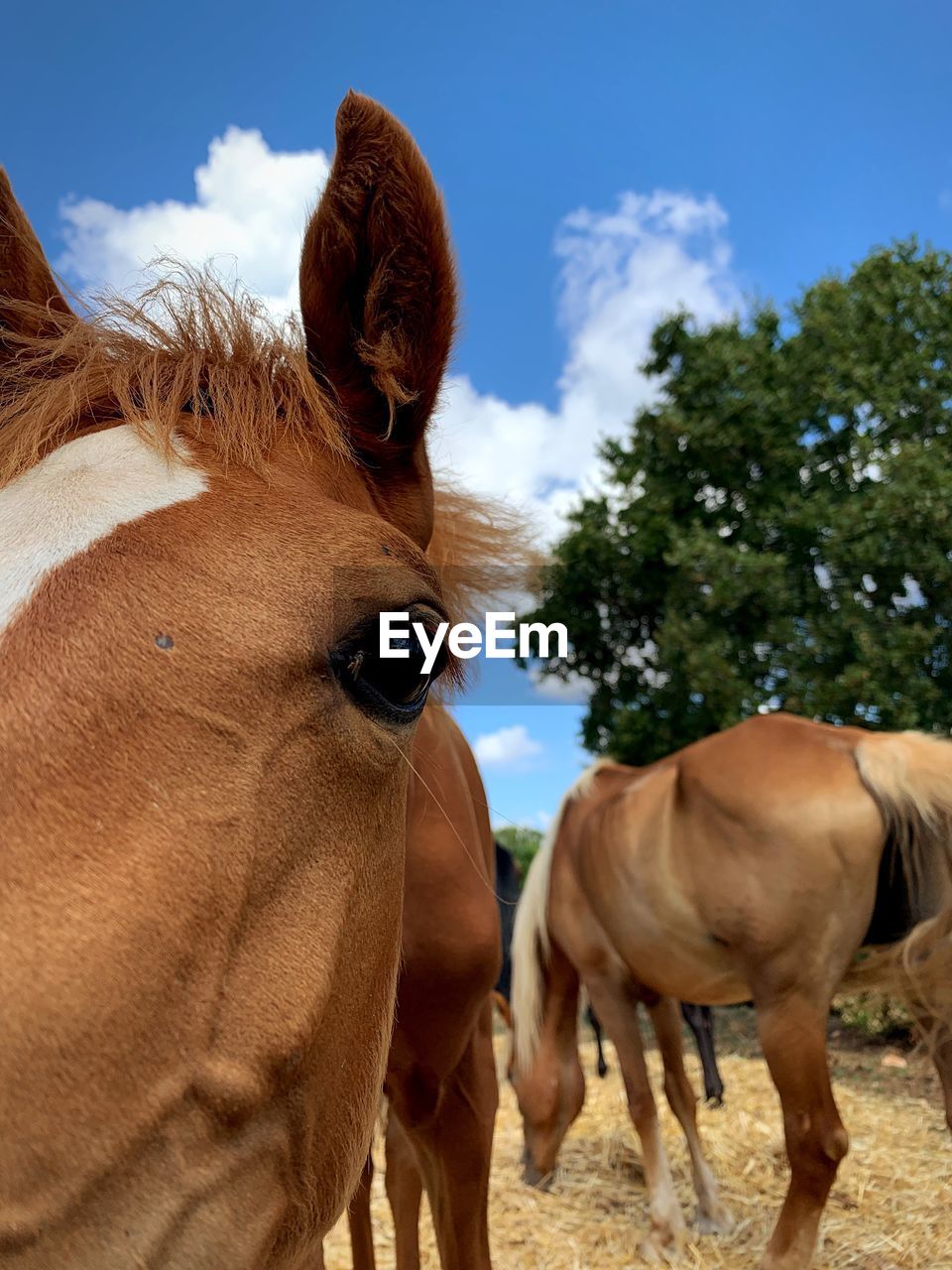 Horses standing in ranch