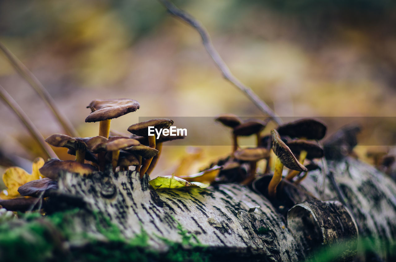 Close-up of fungus growing outdoors