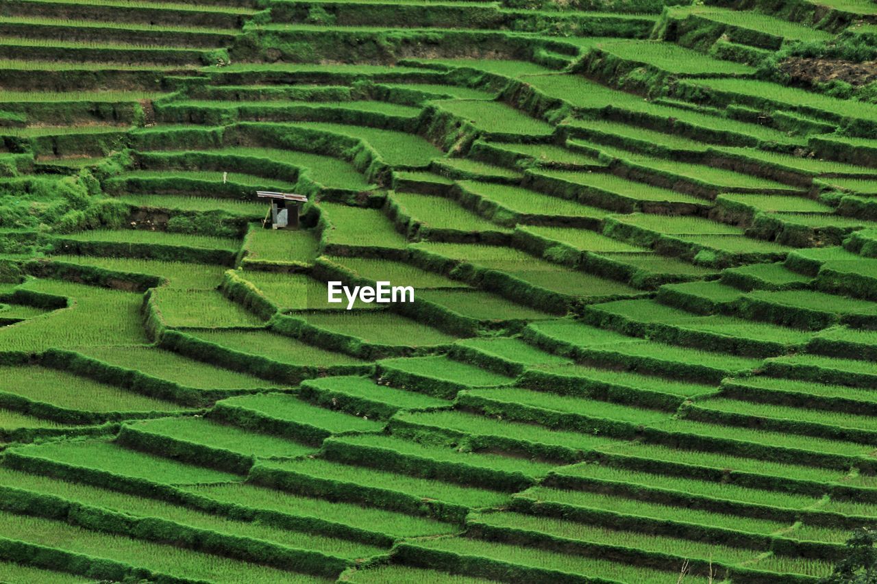 Full frame shot of rice paddy