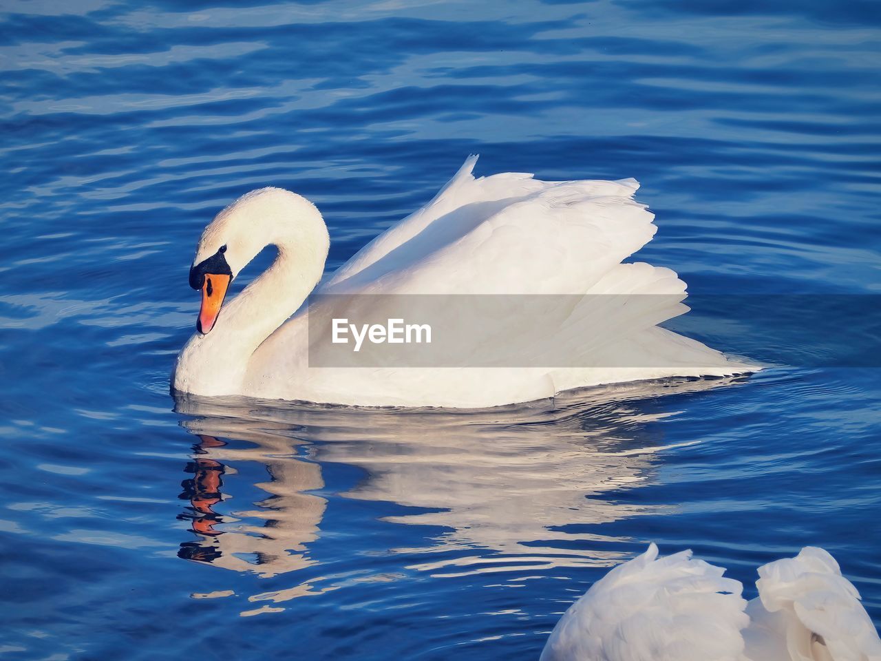 bird, animal wildlife, wildlife, swan, animal themes, water, animal, swimming, lake, ducks, geese and swans, water bird, beak, reflection, mute swan, nature, one animal, white, wing, no people, day, rippled, floating on water, beauty in nature, outdoors, floating, zoology