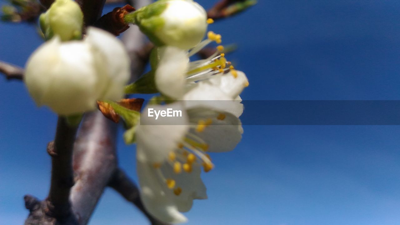 LOW ANGLE VIEW OF FRESH BLUE FLOWER AGAINST SKY