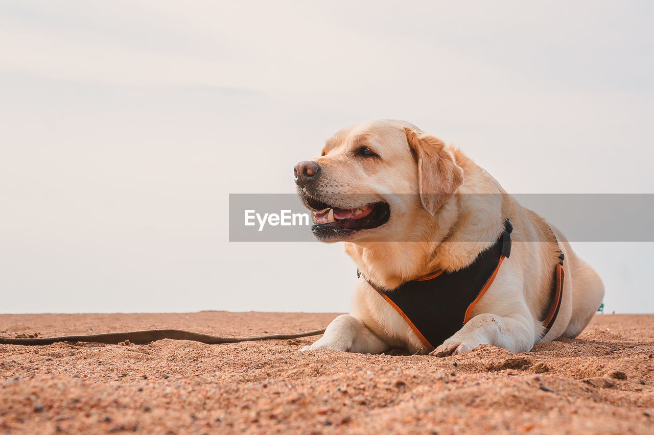 Labrador retriever in the heat lies on the sand. rest of the dog on the sea