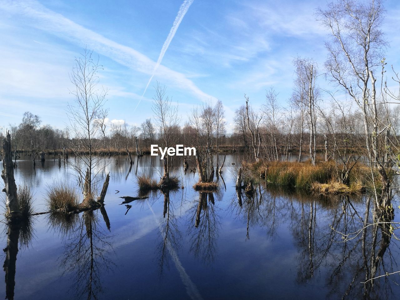 REFLECTION OF TREES AND PLANTS IN LAKE