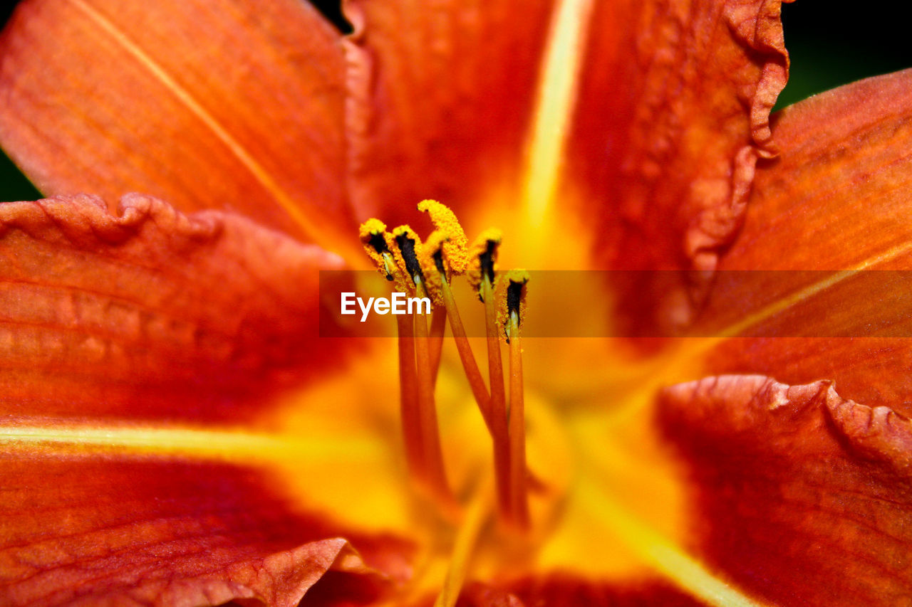 CLOSE-UP OF ORANGE HIBISCUS FLOWER BLOOMING OUTDOORS