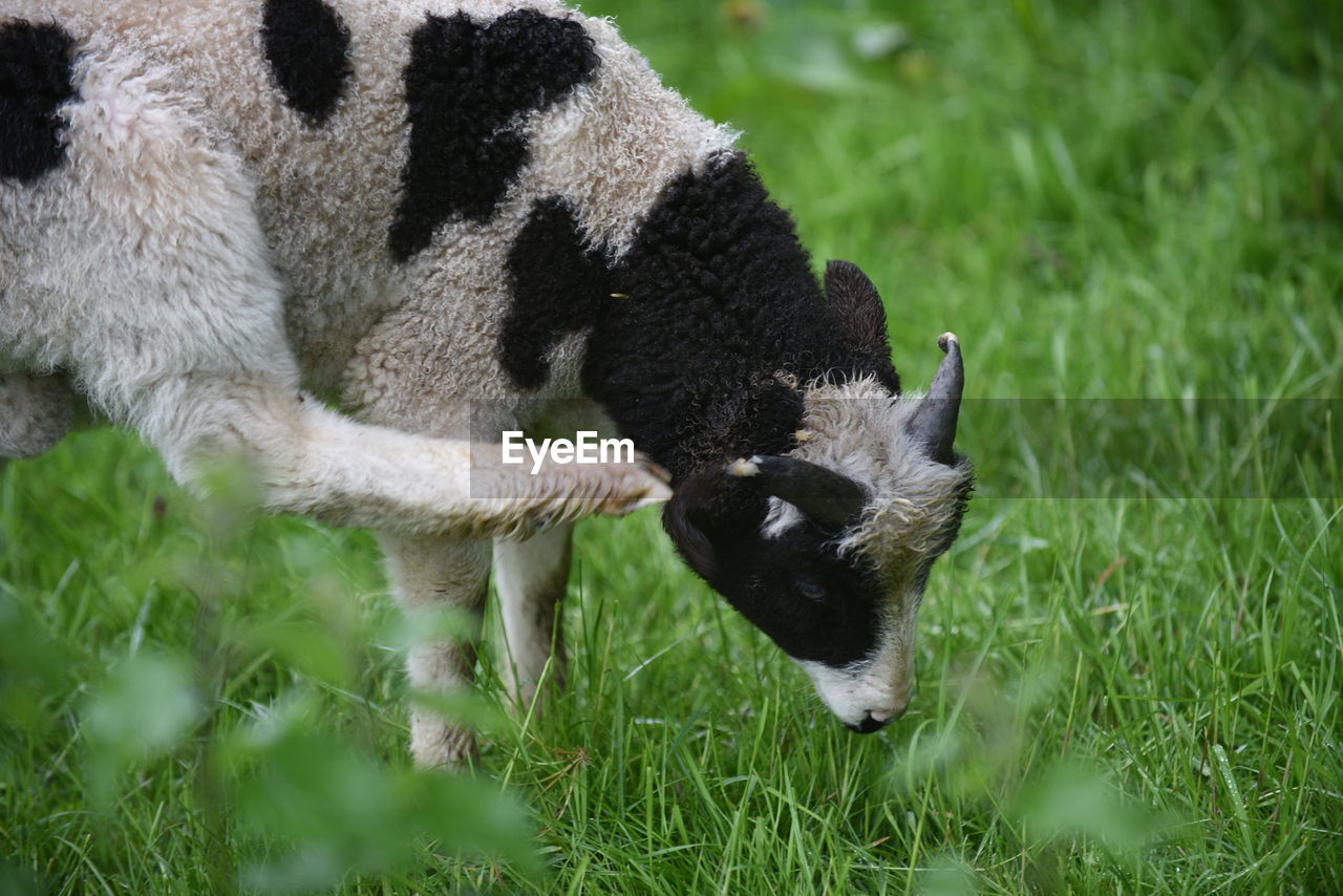 Sheep scratching ear on field