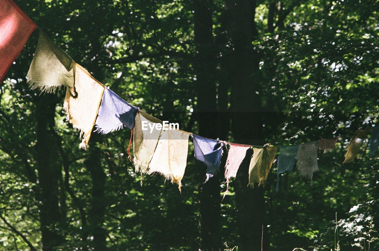 Low angle view of flags hanging on tree