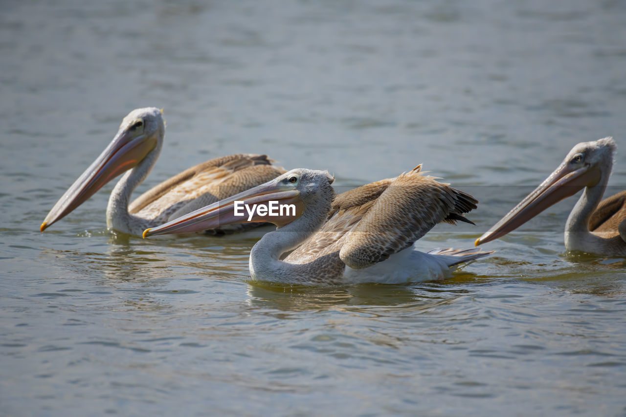 Pelicans swimming in lake