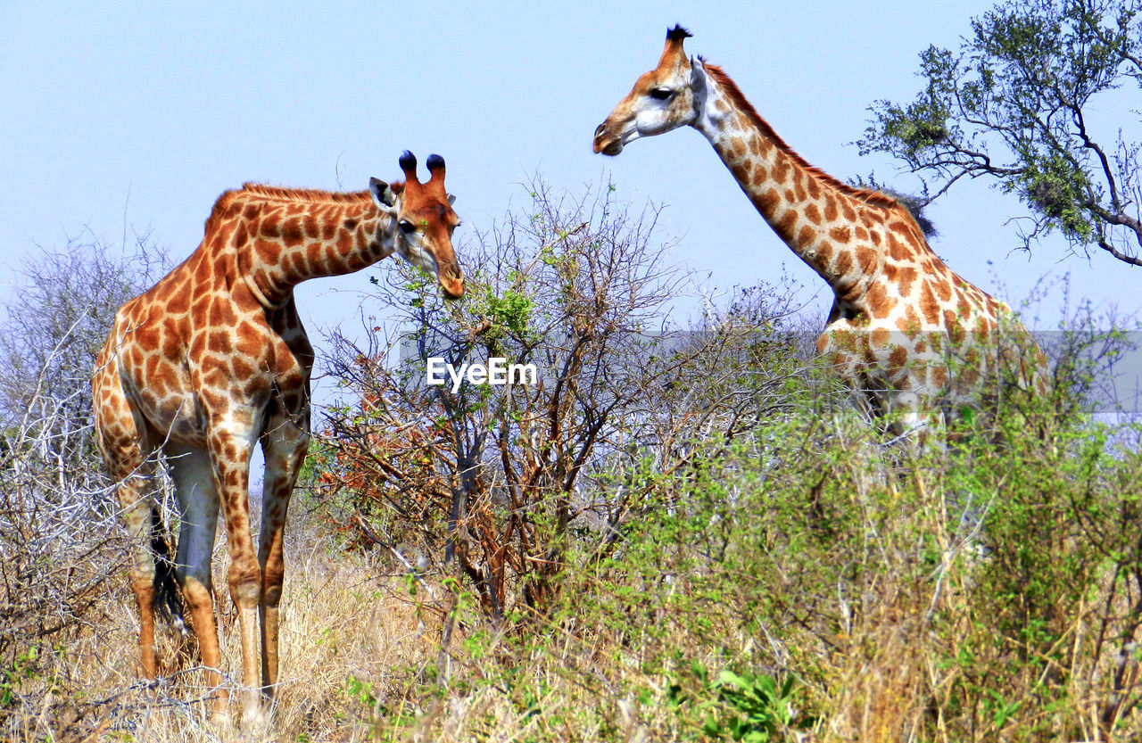 VIEW OF A GIRAFFE