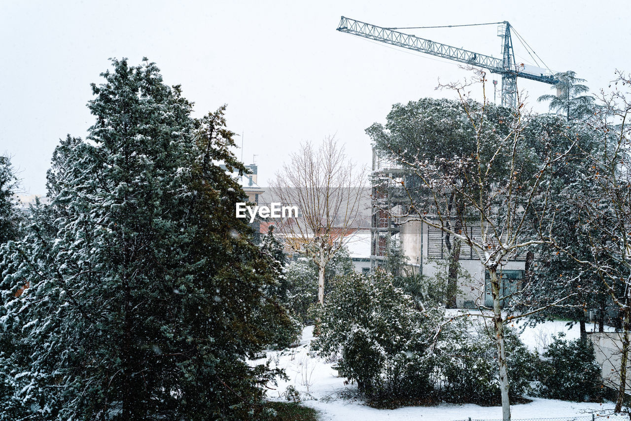 SNOW COVERED PLANTS AND TREES AGAINST SKY IN WINTER