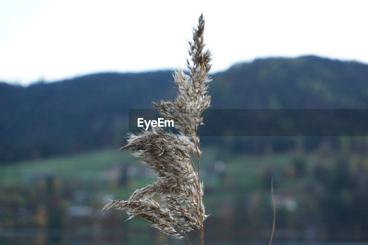 plant, focus on foreground, nature, grass, no people, tranquility, beauty in nature, water, tree, day, landscape, close-up, flower, outdoors, mountain, lake, growth, scenics - nature, environment, sky, land, leaf, rural scene, frost, tranquil scene