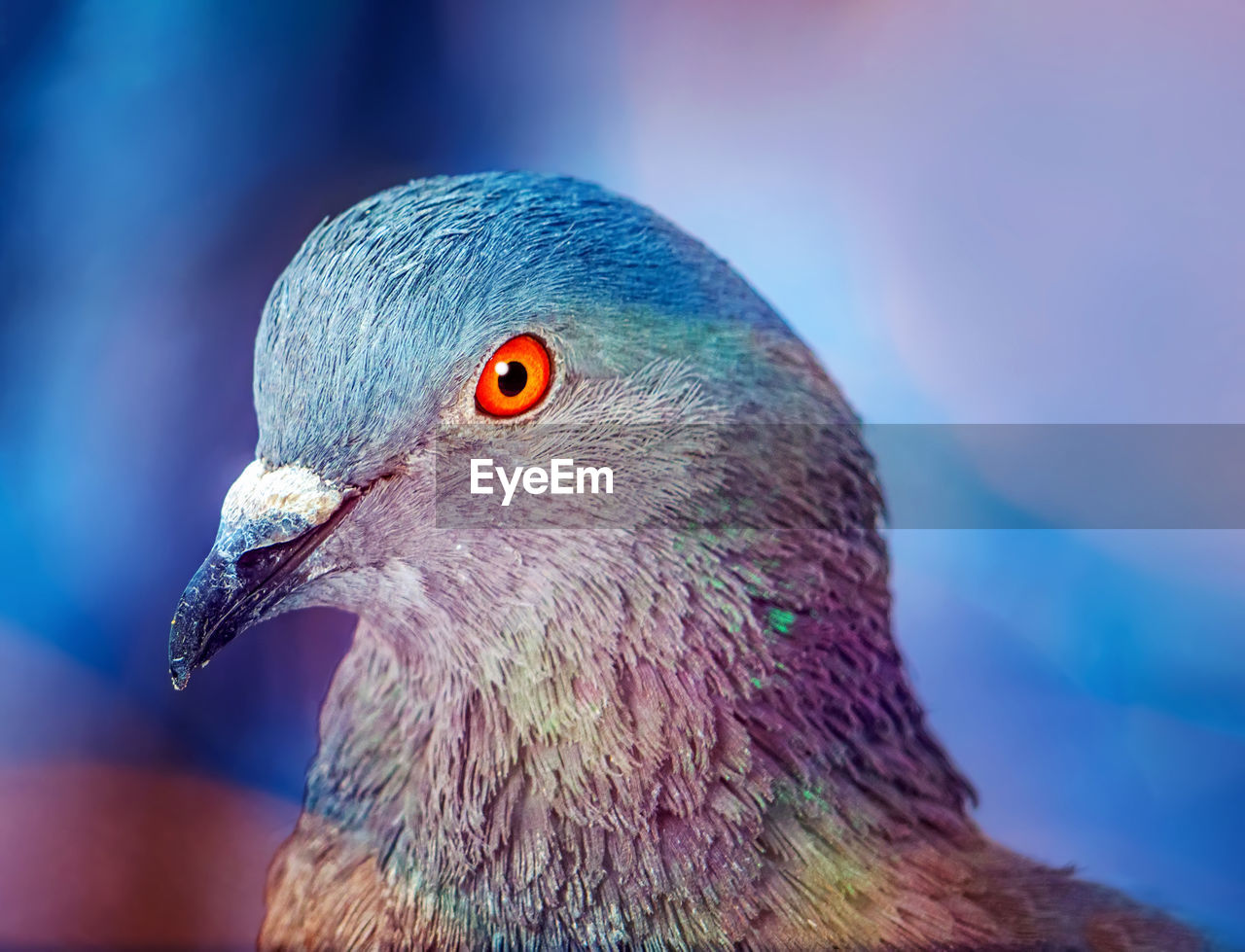 Head of dove against colorful blurred background. selective focus, close-up