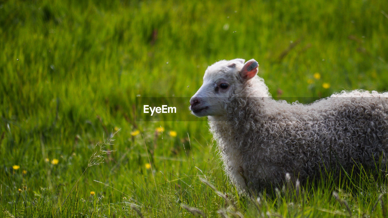 SHEEP ON A FIELD