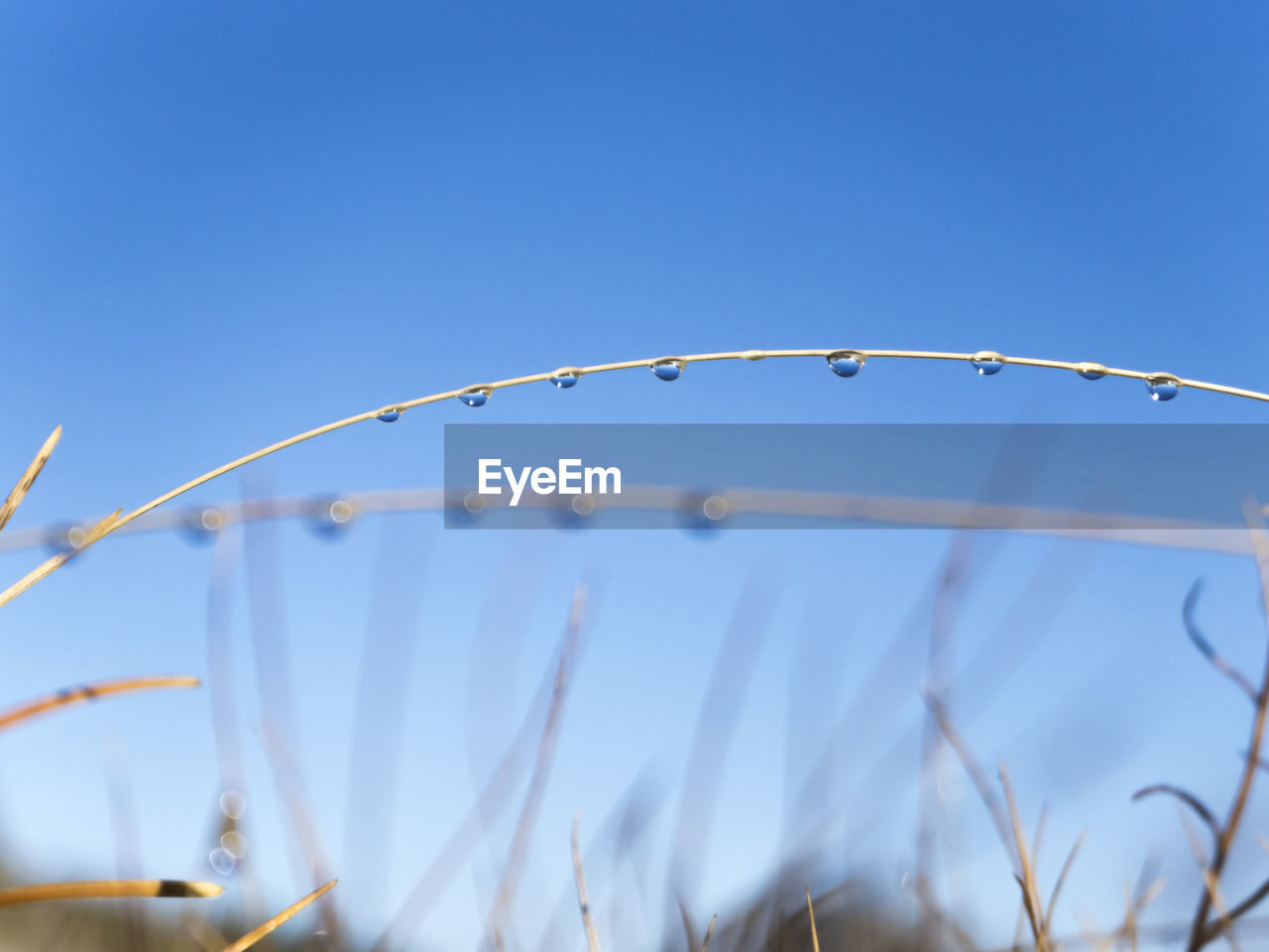 Close-up of water drop on plant against sky