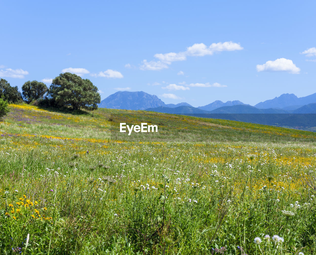 Scenic view of grassy field against sky