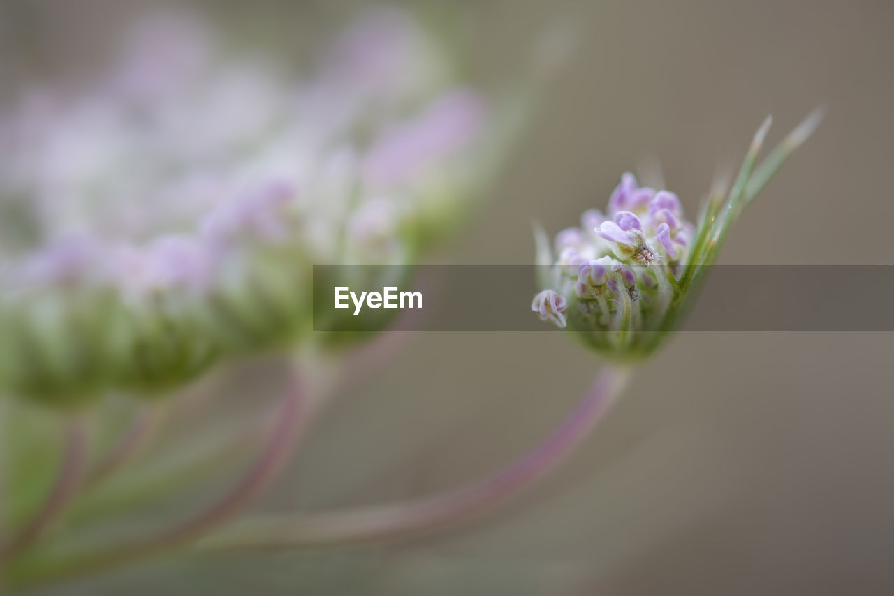 CLOSE-UP OF FLOWERING PLANT