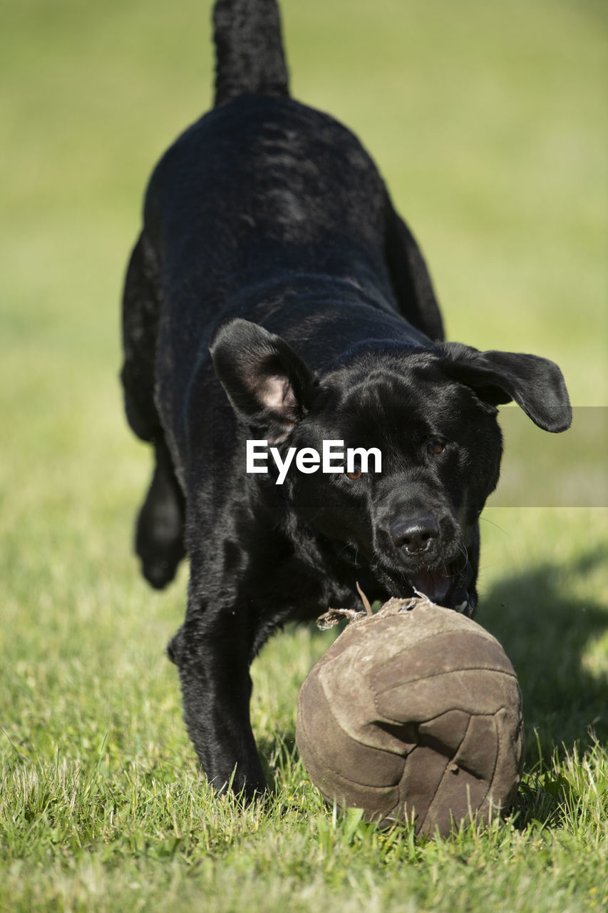 Black dog with ball on field